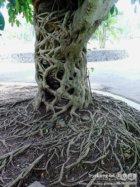 热带植物面面观——西双版纳(十六) 多图...