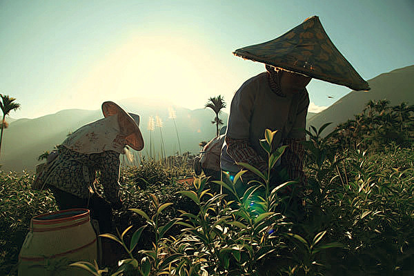 亚洲茶叶产地主要集中在中国、印度、斯里兰...