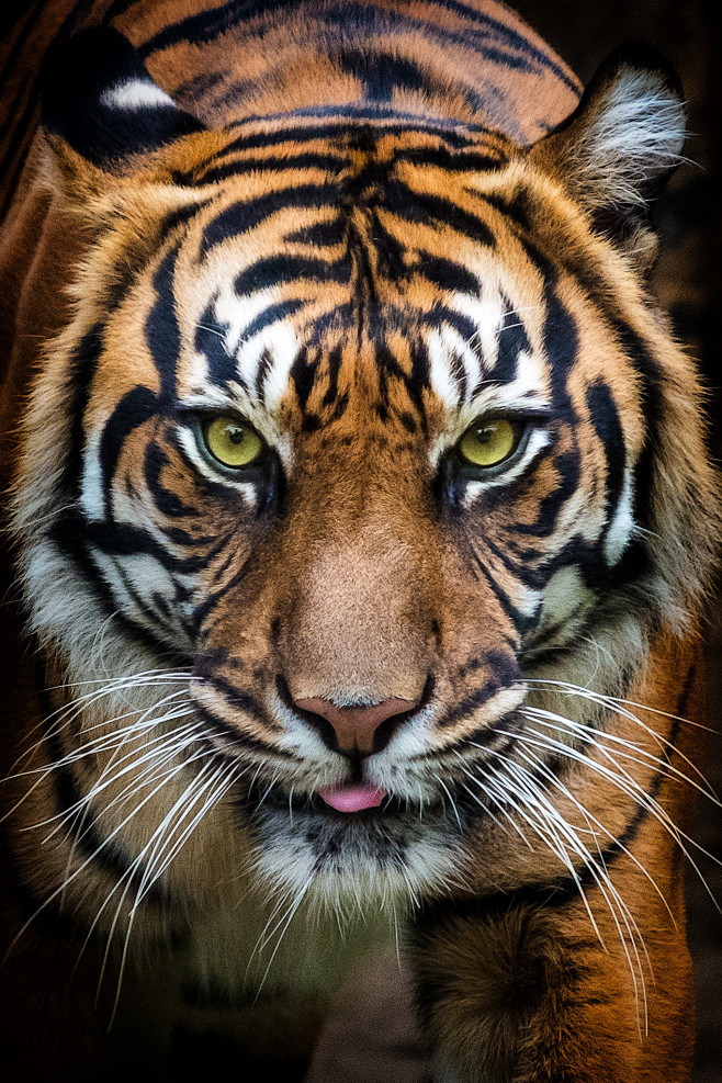 Tiger (105)
