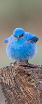 Oompa loompa doobeedeedoo, here's a bird that looks like violet beauregarde for you! (Mountain Bluebird). Thus explaineth the reason for the look!