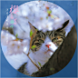 樱花与猫星人
在日本赏樱花，偶见樱花树上一只花猫，面对数百人群，完全一副明星派，难怪人们称其为“猫星人”！ 