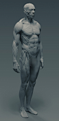 Ecorche, Ricardo Rocha : Ecorche project, result from many anatomy studies along the years, now it is going to be produced in a small amount, specially after some friends asked for a "real life" version  which has been developed with SLA 3d prin