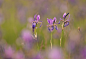 鸢尾（学名：Iris tectorum Maxim. ）又名：蓝蝴蝶、紫蝴蝶、扁竹花等，属百合目，鸢尾科多年生草本，根状茎粗壮，直径约1cm，斜伸；叶长15~50cm，宽1.5~3.5cm，花蓝紫色，直径约10cm；蒴果长椭圆形或倒卵形，长4.5~6cm，直径2~2.5cm。原产于中国中部以及日本，主要分布在中国中南部。可供观赏，花香气淡雅，可以调制香水，其根状茎可作中药，全年可采，具有消炎作用。