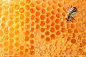 蜂蜜喝蜜蜂 (2)