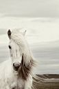 Snow white stallion...: 