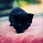 黑猫唯美图片