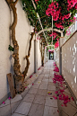 Bougainvillea Walkway, Isle of Capri, Italy
三角梅的走道，卡普里岛，意大利