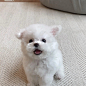 Photo by 오늘의강아지 on April 04, 2022. May be an image of Maltese and indoor.