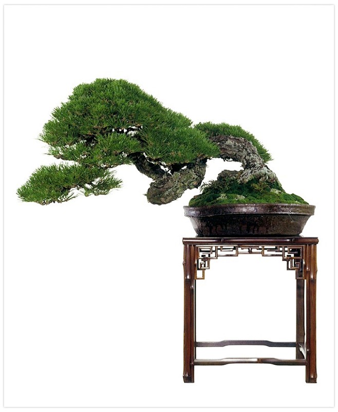 Bonsai 盆栽