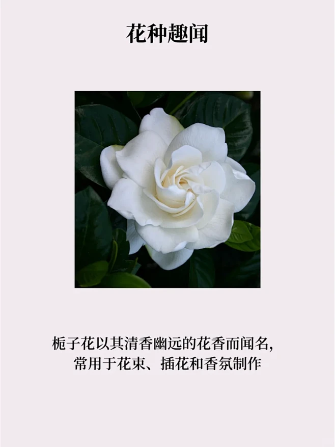  每天认识一种花-栀子花