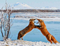 【动物世界】45张优秀野生动物摄影作品欣赏