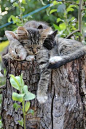 Lazy day in the Garden... Photo by Michael Pavenin on 500px