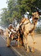 Camel Cart