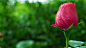 玫瑰 大图高清微距花瓣清晰露珠背景素材图片