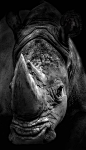 Rhino - did you know that rhino horn is valued more than gold? Read up on what they are doing to help save this amazing creature: http://www.wired.co.uk/news/archive/2012-11/22/army-protects-rhinos-from-poachers: 