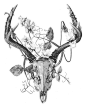 deer skull.: 