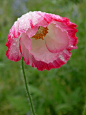 粉红色的罂粟
pink poppies, poppies and flowers.