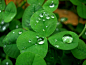 全部尺寸 | Rainy Day Clover II | Flickr - 相片分享！