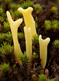 Coral Fungi