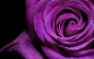紫玫瑰：珍惜的爱、浪漫真情、珍贵独特。
