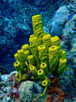 Aplysina fistularis. Sponge on the coral reef.: 