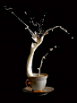 牛奶配咖啡这么美~你知道吗？---影师Egor N.拥有一双善于发现美的眼睛，哪怕是最简单的事物，在他的镜头下都会妙趣横生。其名为“咖啡时光”的系列作品却并非是对咖啡的特写，只是照片中的确出现了许多昂贵的咖啡用具，包括精致的陶瓷咖啡杯、茶托和晶莹的方糖等。

牛 奶才是“咖啡时光”的主角。Egor N.对于完美结合高速摄影与细节摄影显然是驾轻就熟，拍摄时，他先在咖啡杯和咖啡壶中倒满了牛奶，之后捕捉了在纯黑 的背景之下，将牛奶倒进容器时牛奶飞溅和旋转的瞬间。这组照片充满了魔幻效果，咖啡壶悬挂在半空中，牛奶向