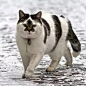 猫猫的纹理的搜索结果_360图片 _【素材】猫_T2020527 #率叶插件，让花瓣网更好用_http://ly.jiuxihuan.net/?yqr=12871881#