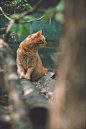 Фотография Просто котейка из раздела животные - фото.сайт - Photosight.ru