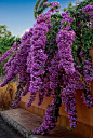 紫色的花，九重葛和天使
purple flowers, bougainvillea and angels.