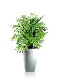 绿色植物 盆栽png 素材