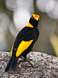 The Regent Bowerbird - Sericulus chrysocephalus . An Australian endemic, this species is distributed to rainforests and margins of eastern Australia .