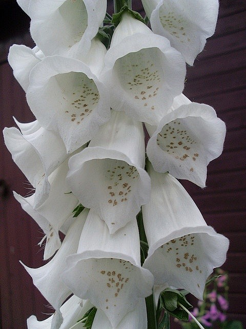 White Foxglove