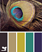 peacock hues