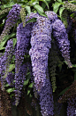 大叶醉鱼草 Buddleja davidii：又名绛花醉鱼草，落叶灌木多数小聚伞花序集成穗状圆锥花序，此物种已在欧洲中部和南部的大部分城市中野生化，遍及荒地及花园，是一种具有观赏价值的植物，因为很多蝴蝶物种均会以其花蜜为食。