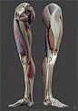 Leg anatomy, Jekabs Jaunarajs : Human legs, modeled at anatomynext.com, based on radiology scans, Theime atlas of anatomy, and expert advise.