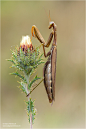 European mantis / Mantis religiosa_3 by Hans Rentsch on 500px