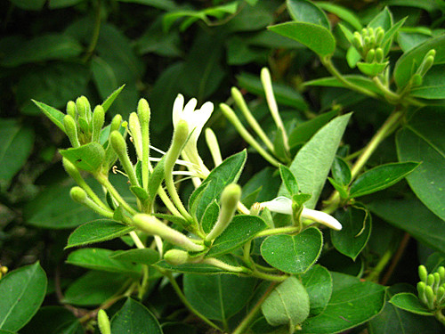 金银花 
拉丁名：Lonicera ja...