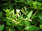 金银花 
拉丁名：Lonicera japonica Thunb.
科属：忍冬科忍冬属
形态特征： 
落叶大灌木，呈棒状，上粗下细，略弯曲，长2～3cm，上部直径约3mm，下部直径约1.5mm。表面黄白色或绿白色，贮久色渐深，密被短柔毛。偶见叶状苞片。花萼绿色，先端5裂，裂片有毛，长约2mm。开放者花冠筒状，先端二唇形；雄蕊5个，附于筒壁，黄色；雌蕊1个，子房无毛。气清香，味淡、微苦。