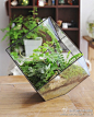 玻璃 植物 苔藓 盆景 礼物