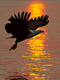 Fish Eagle Sunset by Isak Pretorius