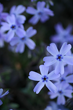 王子花瓣采集到花花世界