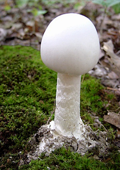 洛克江南采集到这是蘑菇吗？