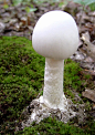 招魂天使：鳞柄白鹅膏Amanita virosa 鹅膏菌属。全体白色唯菌盖中央淡黄，柄有鳞。毒性极强会对肝脏造成损坏，致死率极高。广泛分布北半球，在日本与白毒鹅膏菌、毒鹅膏合称「猛毒菌御三家」，常被误认成其他白色食用菌。因危险性太高建议一般不要摘白色菌食用