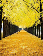 »✿❤CRS❤✿« Yellow leaves. This is amazing