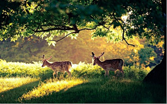 墨墨大娃娃采集到Deer.▕ 是鹿呢。