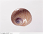 螺旋纹贝壳