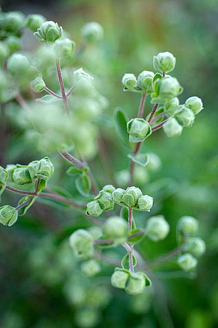 马郁兰（Origanum majoran...