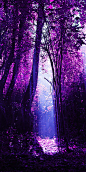 #梦幻# #树林# #风景# #紫色#