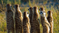博茨瓦纳卡拉哈里沙漠中的狐獴 (© Aluma Images/Getty Images)
微软 Bing 搜索 - 国内版