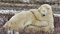 2011年2月，野生动物摄影师阿列克谢•季先科在加拿大北部马尼托巴湖上拍到了这一精彩瞬间。照片中，雪花弥漫的世界里，两只北极熊紧紧 地拥抱在一起，敦实一点的北极熊揽着自己的“爱人”，被揽着的北极熊乖乖地把头伏在它肩上，安静而甜蜜。“我简直不敢相信这一切。 ”阿列克谢说，当看到这温暖的一幕时，即使四周雪花弥漫，但他却不再感觉寒冷
